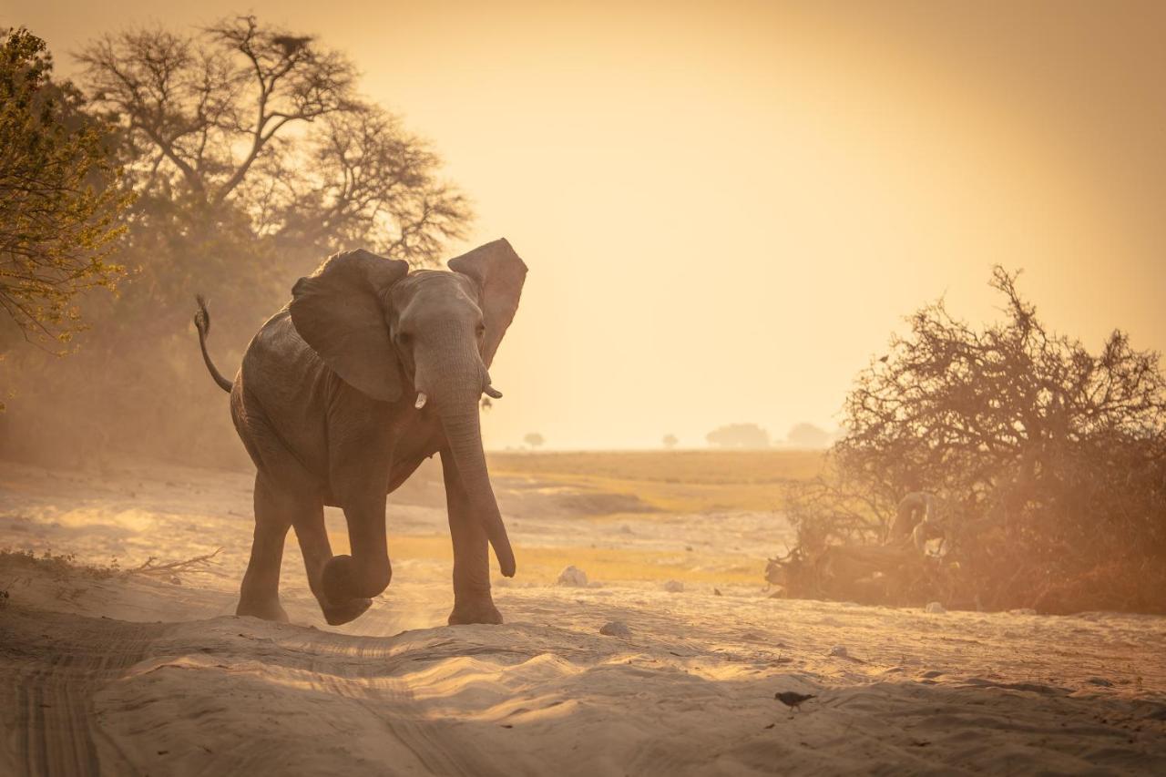 Boteti Tented Safari Lodge Maun Zewnętrze zdjęcie